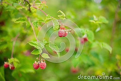 Blurred background with Ripe red raspberry berries Stock Photo