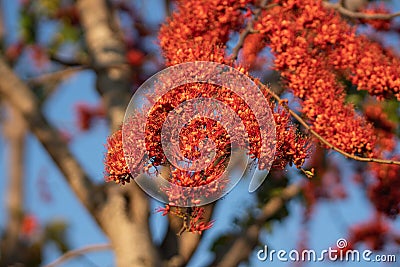 Blurred blooming red flower, Monkey flower trees or Fire of Pakistan flowers Stock Photo