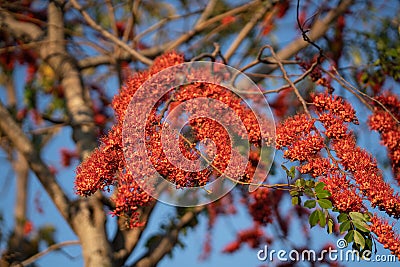 Blurred blooming red flower, Monkey flower trees or Fire of Pakistan flowers Stock Photo