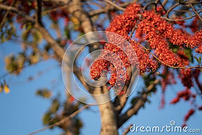 Blurred blooming red flower, Monkey flower trees or Fire of Pakistan flowers Stock Photo