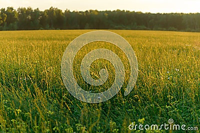 Blurred bokeh natural evening meadow in sunset light. Russian nature landscape Stock Photo