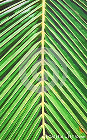 Blurred close up of a palm tree leaf, nature abstract background Stock Photo