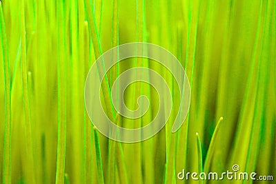 Blurred close up of yellow green grass blades Stock Photo