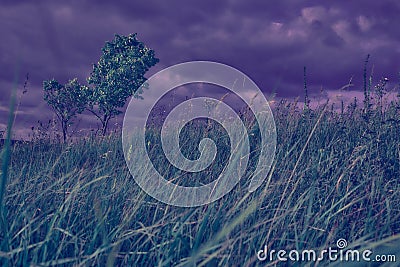 Blurred colorful grass made with gradient for background. Abstract softness and blurred style postcard. Stock Photo