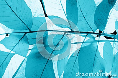 Blurred colorful nature background. Blurred silhouettes of leaves, cropped shot. Stock Photo