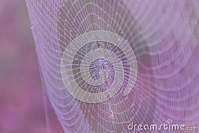 Blurred colorful of spider, gossamer, web, cobweb. Stock Photo