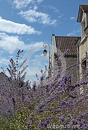 Blurred country background with lavender bush and town street Stock Photo