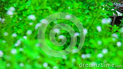 zoom virtual background grass download zoom virtual background grass download