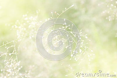 Blurred grass nature, soft grass flowers fresh for background, small grass meadow blur in sun light morning day, natural flower Stock Photo