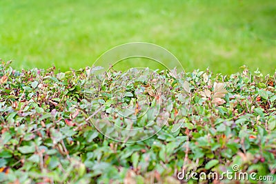 Blurred green leaves wall and fresh spring grass for display montages Stock Photo