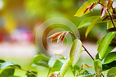 Natural green background Stock Photo