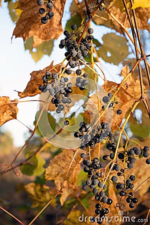 Blurred image of bunches of blue grapes and autumn leaves Stock Photo