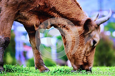 A horned bull eating grass in the middle of a green field Stock Photo