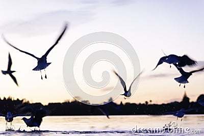 Blurred images of seagulls inflight just above the water Stock Photo