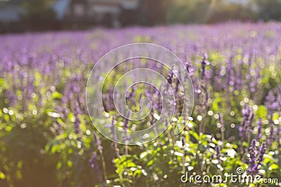 Blurred lavender background Stock Photo