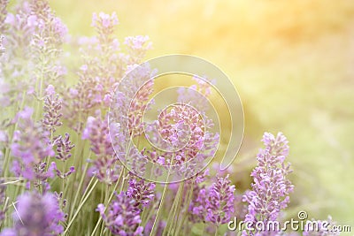 Blurred lavender flower background at sunset. Aromatherapy Stock Photo