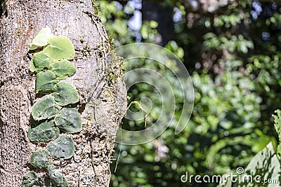 Blurred nature background with rainforest flora of Amazon River basin in South America Stock Photo