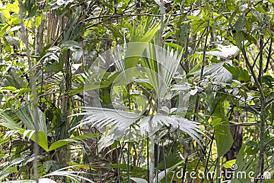 Blurred nature background with rainforest flora of Amazon River basin in South America Stock Photo