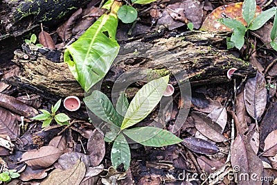 Blurred nature background with rainforest flora of Amazon River basin in South America Stock Photo