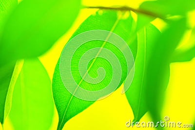 Blurred nature greenery background fresh green tree leaves on bright sunny yellow backdrop. Spring summer environment concept Stock Photo