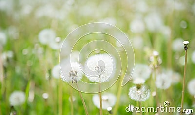 Blurred Nature Spring Background with white fluffy dandelion flo Stock Photo