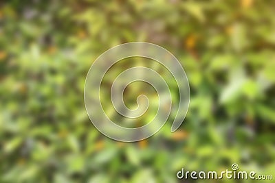 Blurred nature wirh light background. Stock Photo