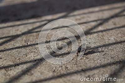 A blurred out common fly sitting on a rough textured floor with sun light filtering through the fence wires Stock Photo