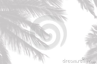 Gray shadow of the palm leaves on a white wall Stock Photo