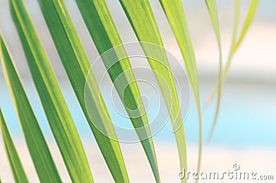 Blurred photo - green leaf of palm tree against background of turquoise water and sand, sunny day. Stock Photo