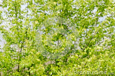 Blurred photo of a tree part Stock Photo