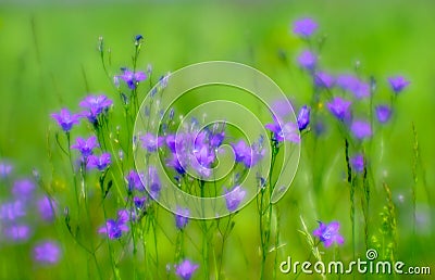 Blurred. Pink Bluebell flowers grow in a green meadow. Abstract natural background. Stock Photo
