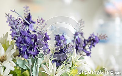 blurred purple lavender and white flowers Stock Photo