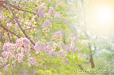 Blurred queen crape myrtle flower Stock Photo