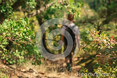 Blurred rear view of girl with backpack walking over trail through forest in sunny day. Female hiking. Wandering through wild Stock Photo