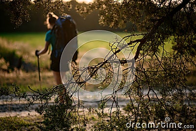 Blurred rear view of woman with backpack through the branches of coniferous tree. Stock Photo