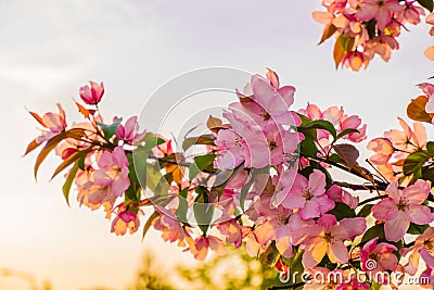 blurred selective focus apple tree blossom against sunset sky Stock Photo