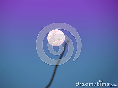 Blurred shadows of tree branch in front of full moon in the daytime. Against the blue sky background. Dramatic scene Stock Photo