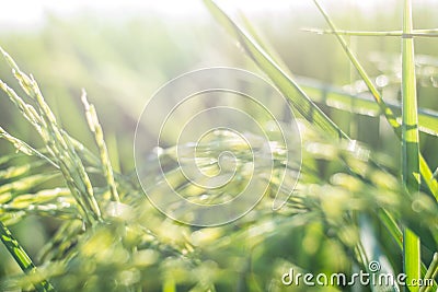 Blurred,Sheaves of rice green rice paddies in the light, the Sun is shining Stock Photo