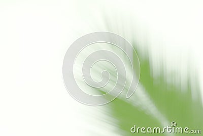 Blurred soft of leaves coconut palm tree green nature beautiful on white background coconut, blur leaves bush coconut palm tree Stock Photo