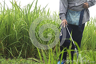 Blurred spraying weed pesticide in agriculture and growing organ Stock Photo