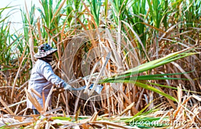 Blurred sugarcane farmer at sugar cane field in harvest season, sugarcane plantation, blur sugarcane worker in farmland for Stock Photo