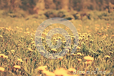 Blurred sunny photo meadow of many yellow dandelions flowers Stock Photo