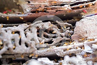 Blurred - Termites damaged to the books Stock Photo