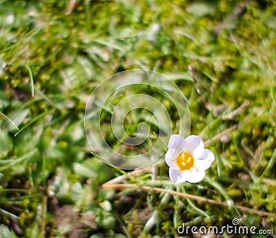 Blurred top view of purple crocus flower, soft grass background Stock Photo