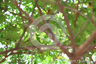 Blurred tree forest background, Nature abstract bokeh soft green background plant, summer tree fresh texture background Stock Photo