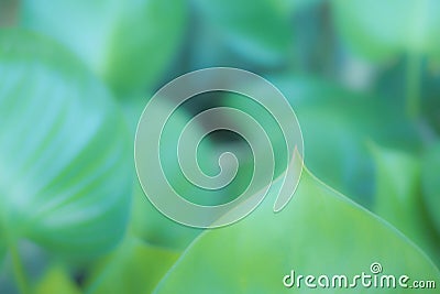 Blurred of tropical leaf, soft focus abstract green texture, nature background Stock Photo