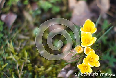 Blurred winter yellow crocus flowers over soft grass and moss Stock Photo