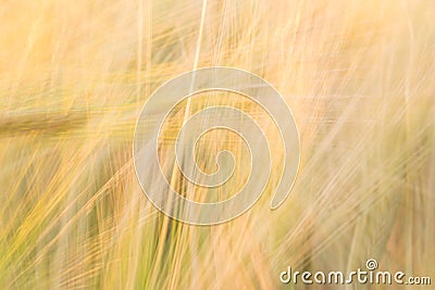 Blurred yellow abstract background with a predominance of lines Stock Photo