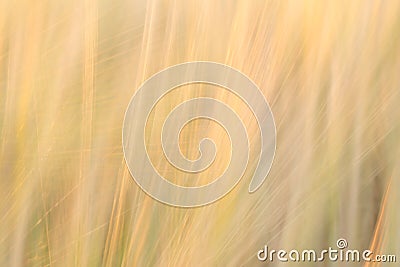 Blurred yellow abstract background with a predominance of lines Stock Photo