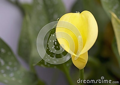 Blurred yellow Anthurium Stock Photo